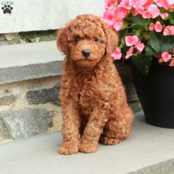 Curly, Mini Goldendoodle Puppy