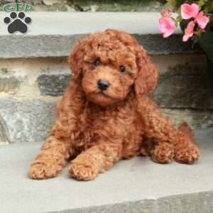 Curly, Mini Goldendoodle Puppy