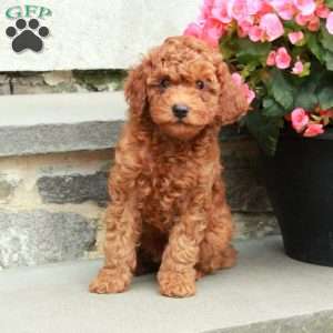 Curly, Mini Goldendoodle Puppy