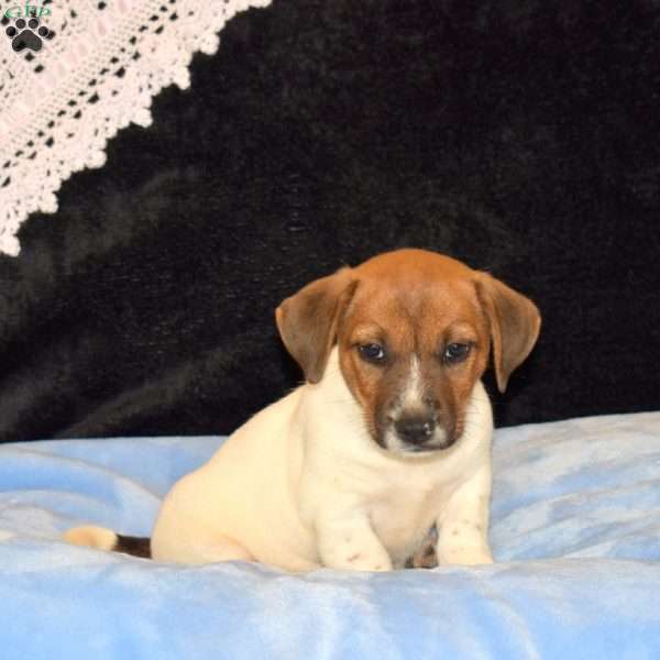 Curtis, Jack Russell Mix Puppy