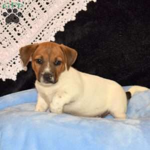 Curtis, Jack Russell Mix Puppy