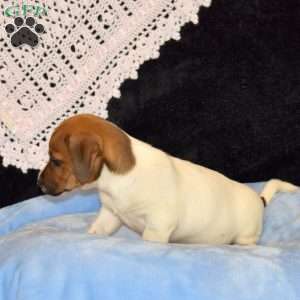 Curtis, Jack Russell Mix Puppy
