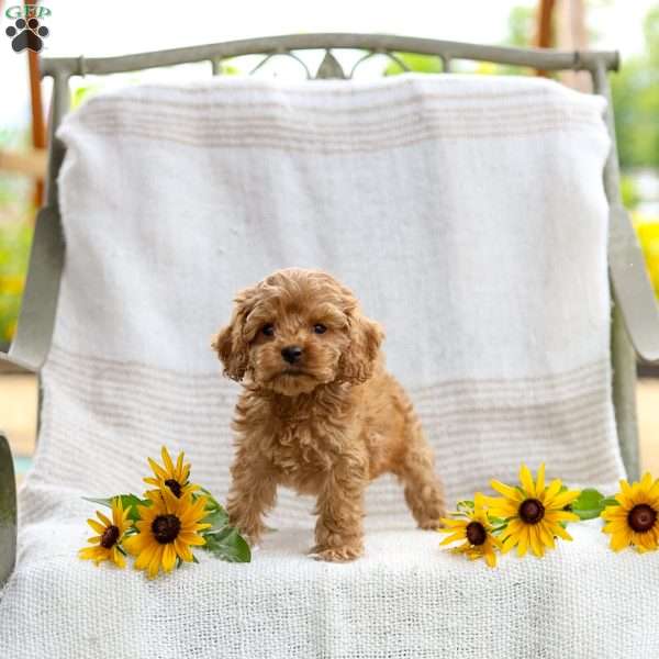 Curtis, Cockapoo Puppy