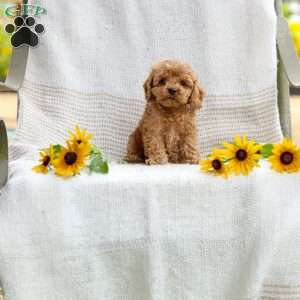Curtis, Cockapoo Puppy