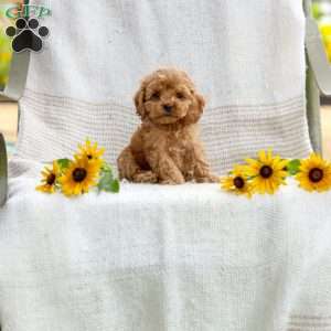Curtis, Cockapoo Puppy