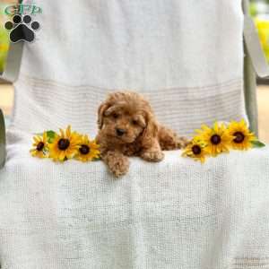 Curtis, Cockapoo Puppy