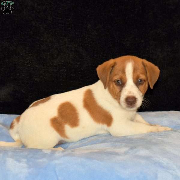 Curvin, Jack Russell Mix Puppy