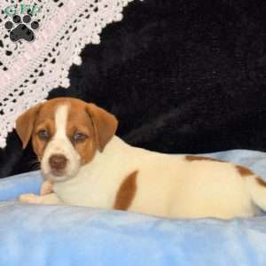 Curvin, Jack Russell Mix Puppy