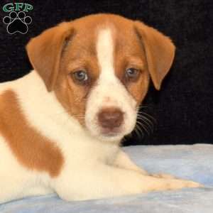 Curvin, Jack Russell Mix Puppy