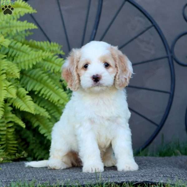 Cutie, Cockapoo Puppy