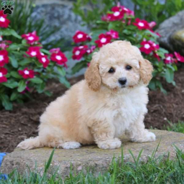 Cutie, Bich-Poo Puppy