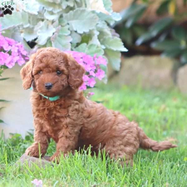 Cutie, Mini Goldendoodle Puppy