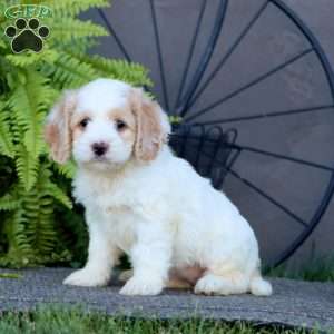 Cutie, Cockapoo Puppy
