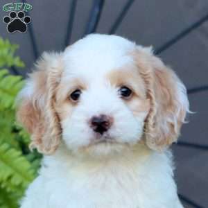 Cutie, Cockapoo Puppy