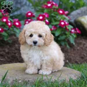 Cutie, Bich-Poo Puppy