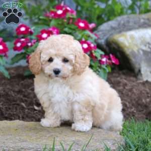 Cutie, Bich-Poo Puppy