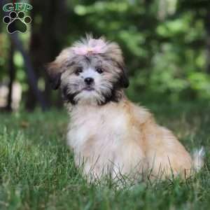 Cynthia, Lhasa Apso Puppy
