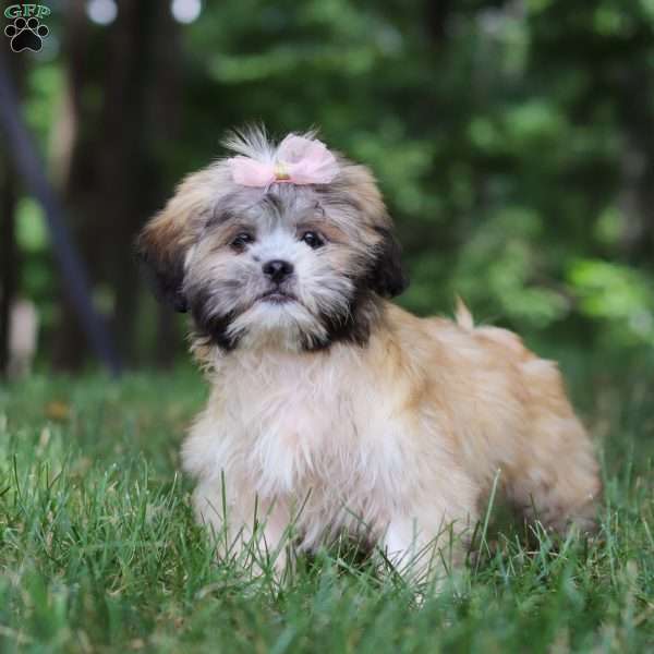 Cynthia, Lhasa Apso Puppy