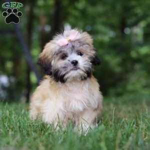 Cynthia, Lhasa Apso Puppy