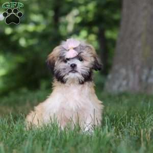 Cynthia, Lhasa Apso Puppy