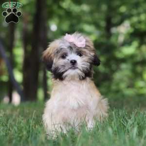 Cynthia, Lhasa Apso Puppy