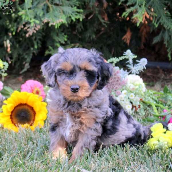 Cypress, Cavapoo Puppy