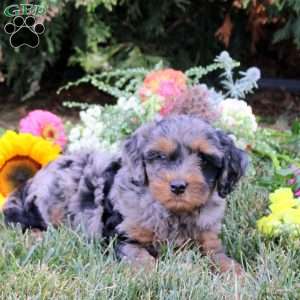 Cypress, Cavapoo Puppy