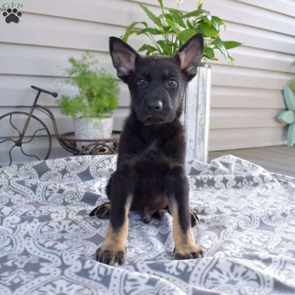 Cyprus, German Shepherd Puppy