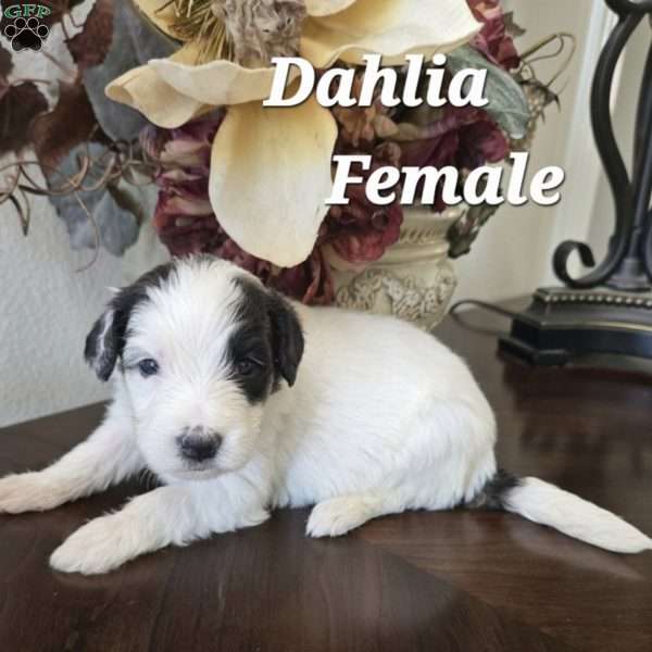 Dahlia, Saint Berdoodle Puppy
