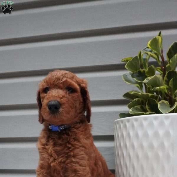 Darington, Goldendoodle Puppy