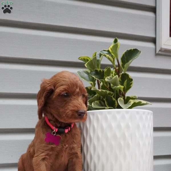 Starla, Goldendoodle Puppy