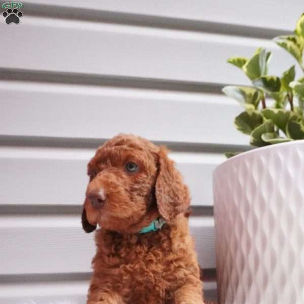 Sparkles, Goldendoodle Puppy