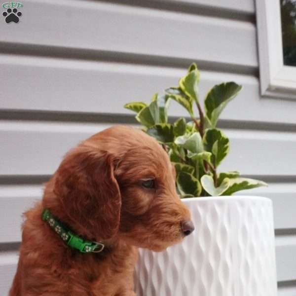 Pickles, Goldendoodle Puppy