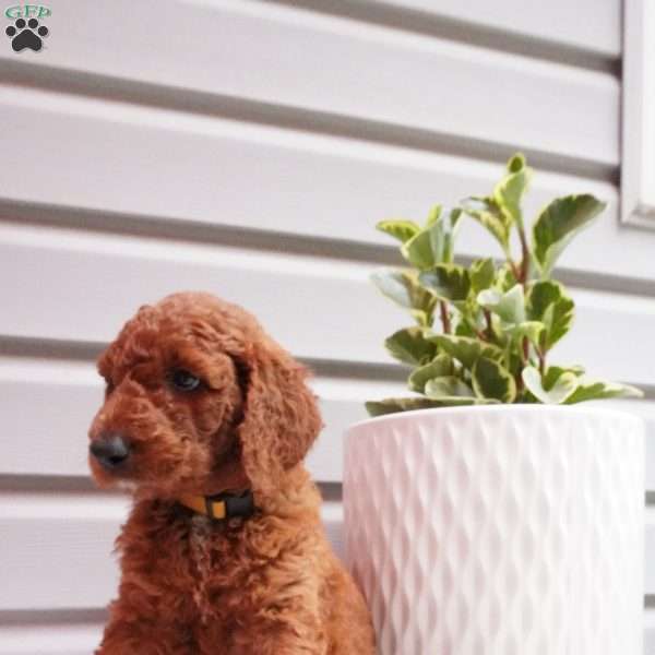 Rubble, Goldendoodle Puppy