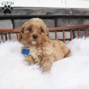 Fritz, Cavapoo Puppy