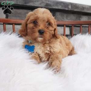 Fritz, Cavapoo Puppy