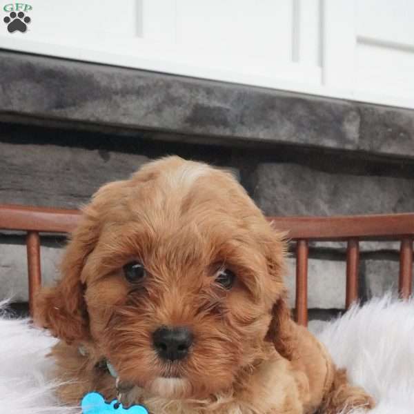 Fritz, Cavapoo Puppy