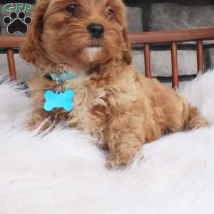 Fritz, Cavapoo Puppy