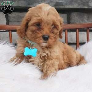 Fritz, Cavapoo Puppy