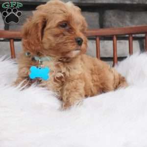 Fritz, Cavapoo Puppy