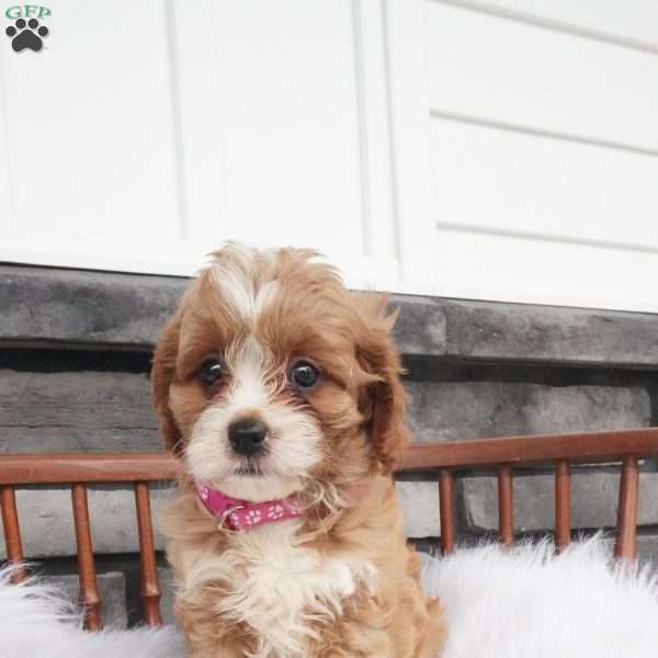Jewel, Cavapoo Puppy