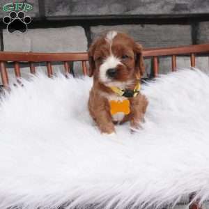 Bessie, Cavapoo Puppy