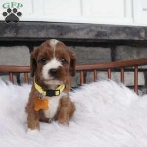Bessie, Cavapoo Puppy