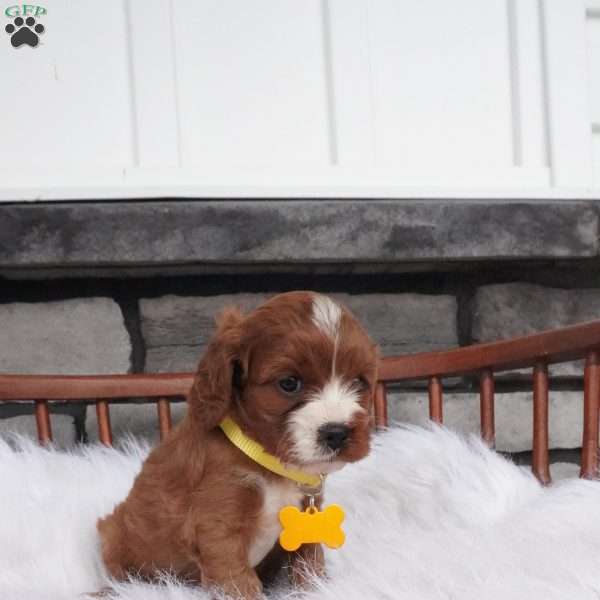 Bessie, Cavapoo Puppy