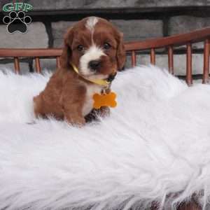Bessie, Cavapoo Puppy