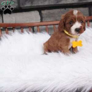Bessie, Cavapoo Puppy