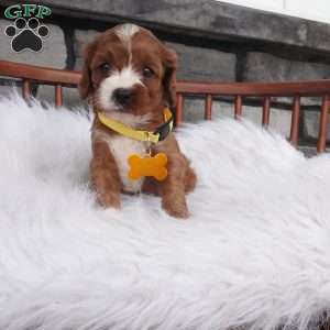 Bessie, Cavapoo Puppy
