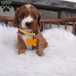 Bessie, Cavapoo Puppy