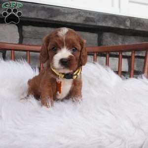 Bessie, Cavapoo Puppy