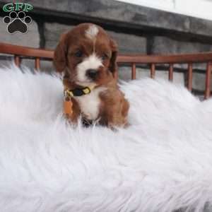 Bessie, Cavapoo Puppy